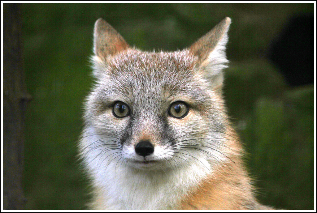 Fox Image 1